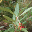 Image of Grevillea victoriae subsp. victoriae