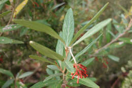 Image of Grevillea victoriae subsp. victoriae