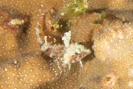 Image of High Hat Triplefin