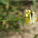 Image of Moroccan Orange Tip