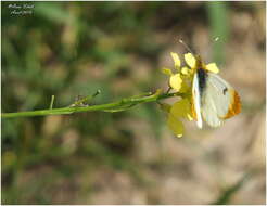 Image of Moroccan Orange Tip