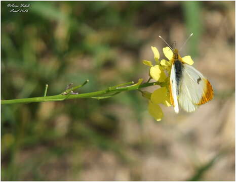 Image of Moroccan Orange Tip