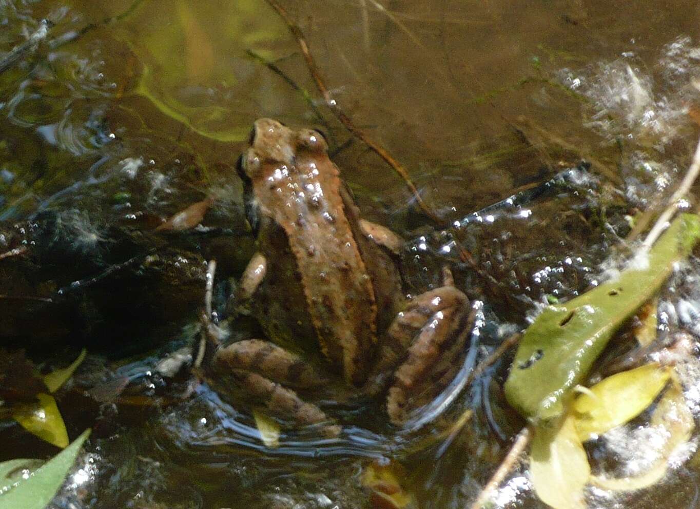 Image of Ezo Brown Frog