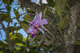 Imagem de Cattleya trianae Linden & Rchb. fil.