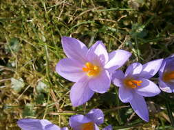 Image of Etruscan Crocus