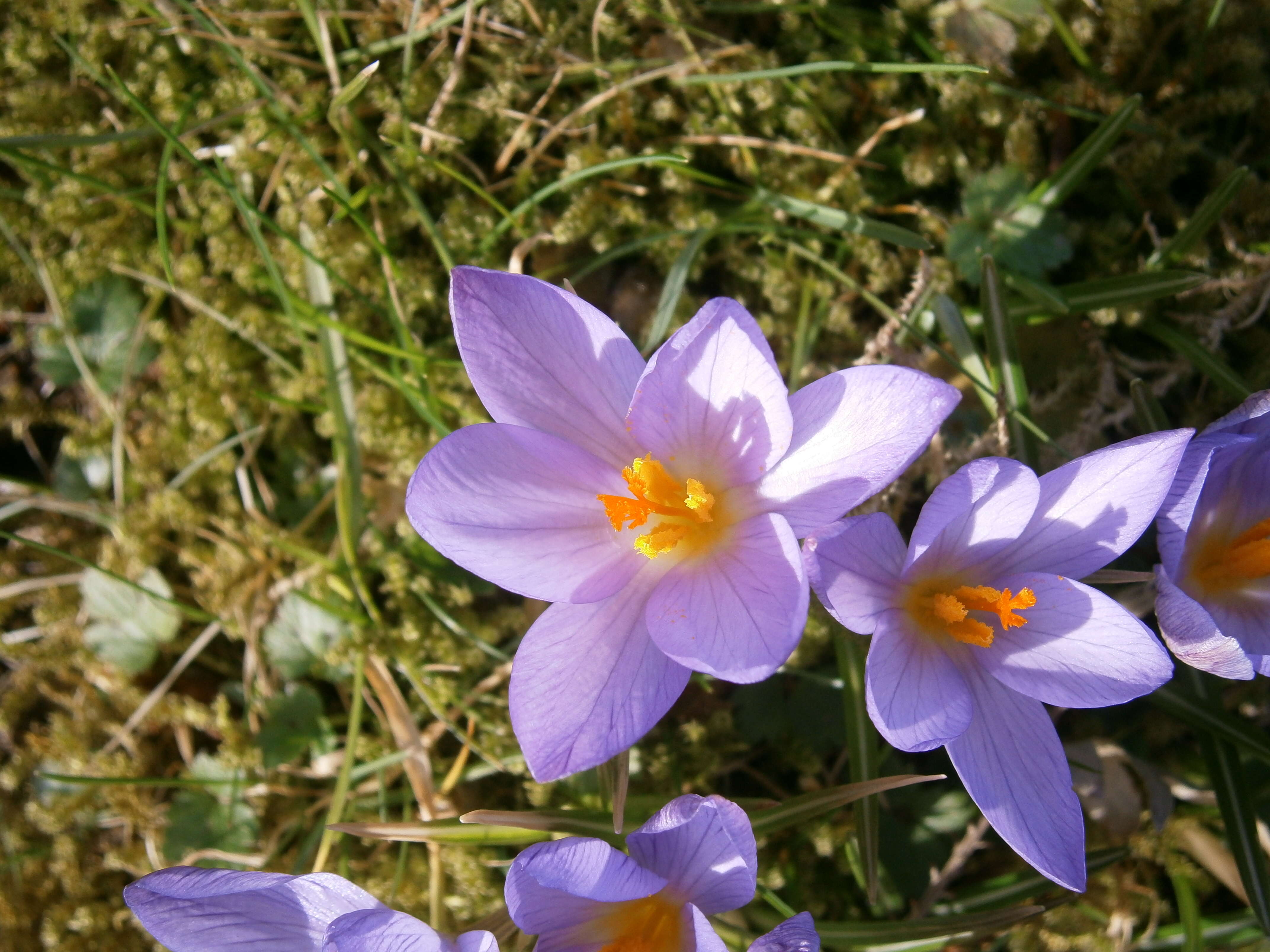 Plancia ëd Crocus etruscus Parl.