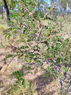 Plancia ëd Archidendropsis basaltica (F. Muell.) I. C. Nielsen