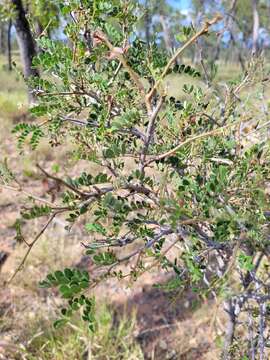 Sivun Archidendropsis basaltica (F. Muell.) I. C. Nielsen kuva