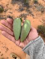 صورة Leichhardtia australis R. Br.