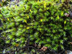 Image of racomitrium moss