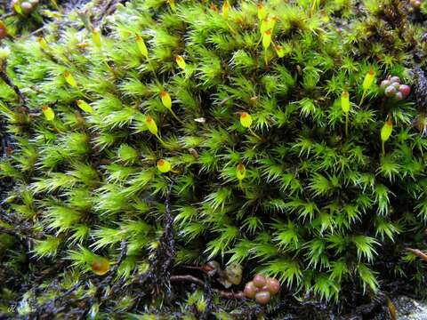 Image of racomitrium moss