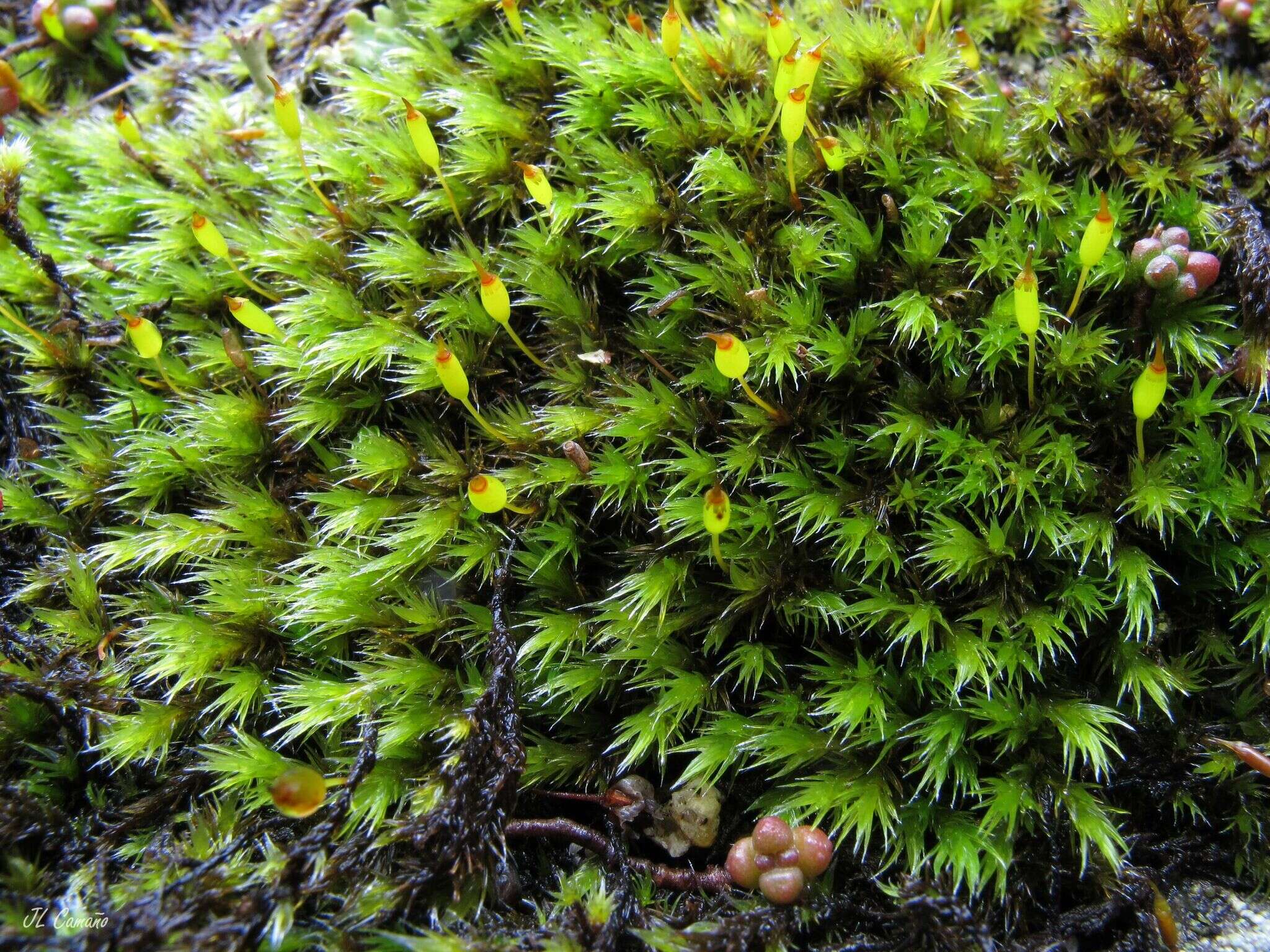 Image of racomitrium moss