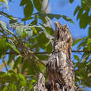 Image of Long-tailed Potoo
