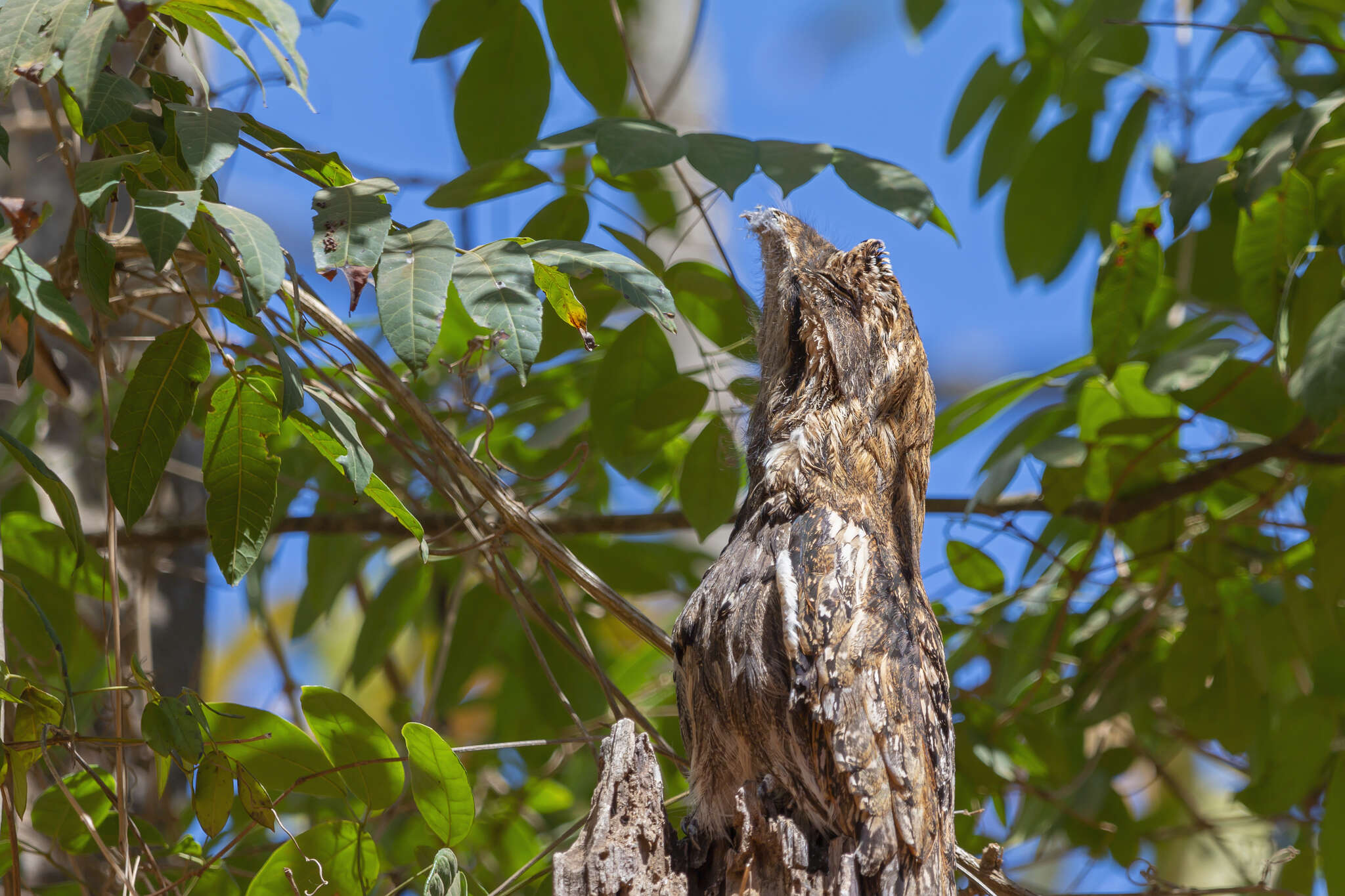 Image of Long-tailed Potoo