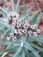 Plancia ëd Chionolaena salicifolia (Bertol.) G. L. Nesom