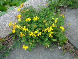 Image of Common Bird's-foot-trefoil