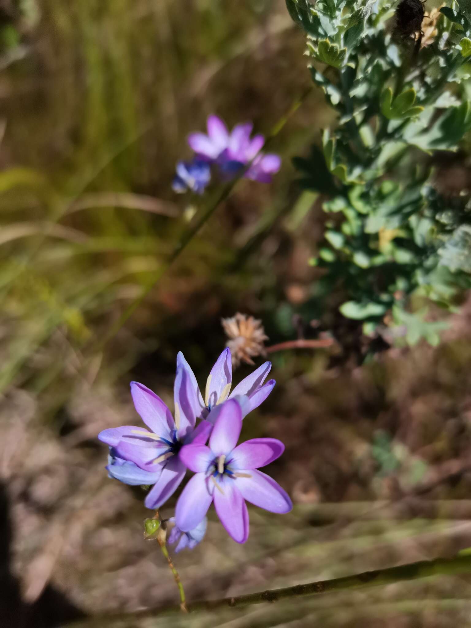 Image of Ixia vinacea G. J. Lewis