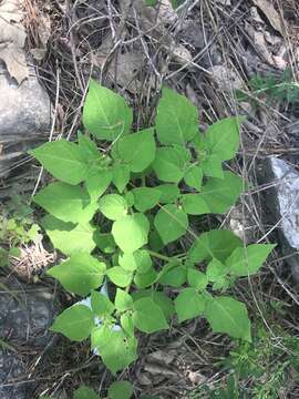 Imagem de Physalis pubescens L.