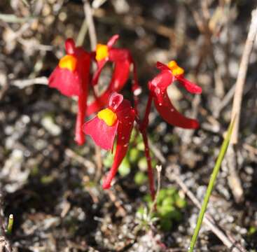 Image of Utricularia menziesii R. Br.