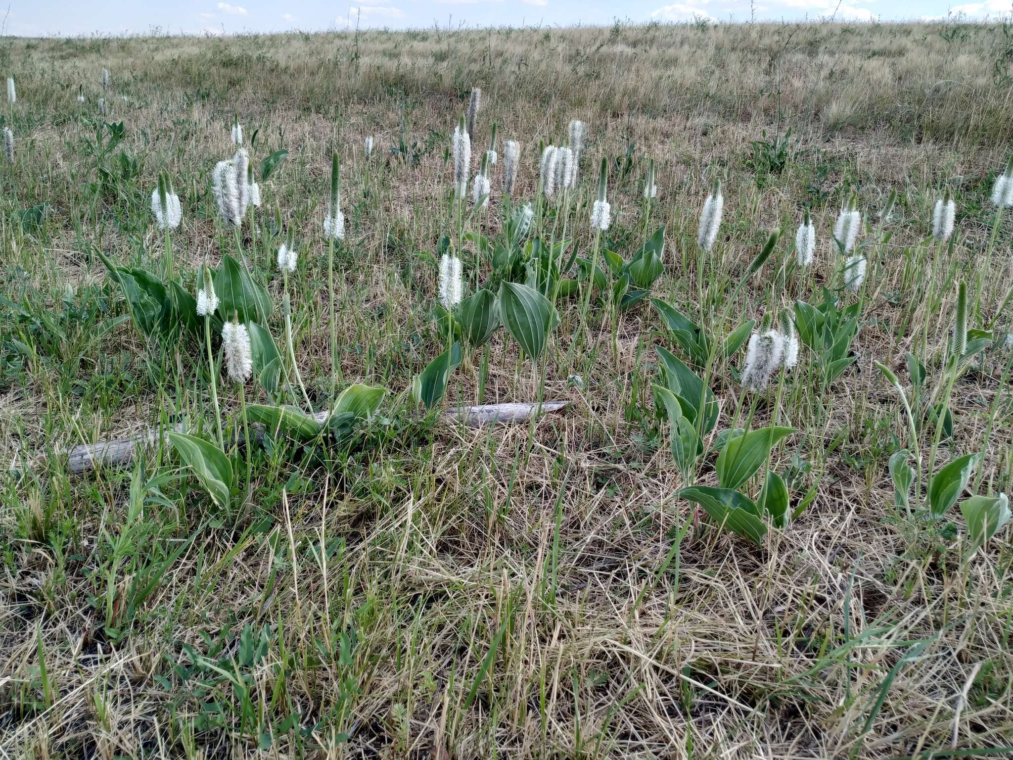 صورة Plantago maxima Juss. ex Jacq.