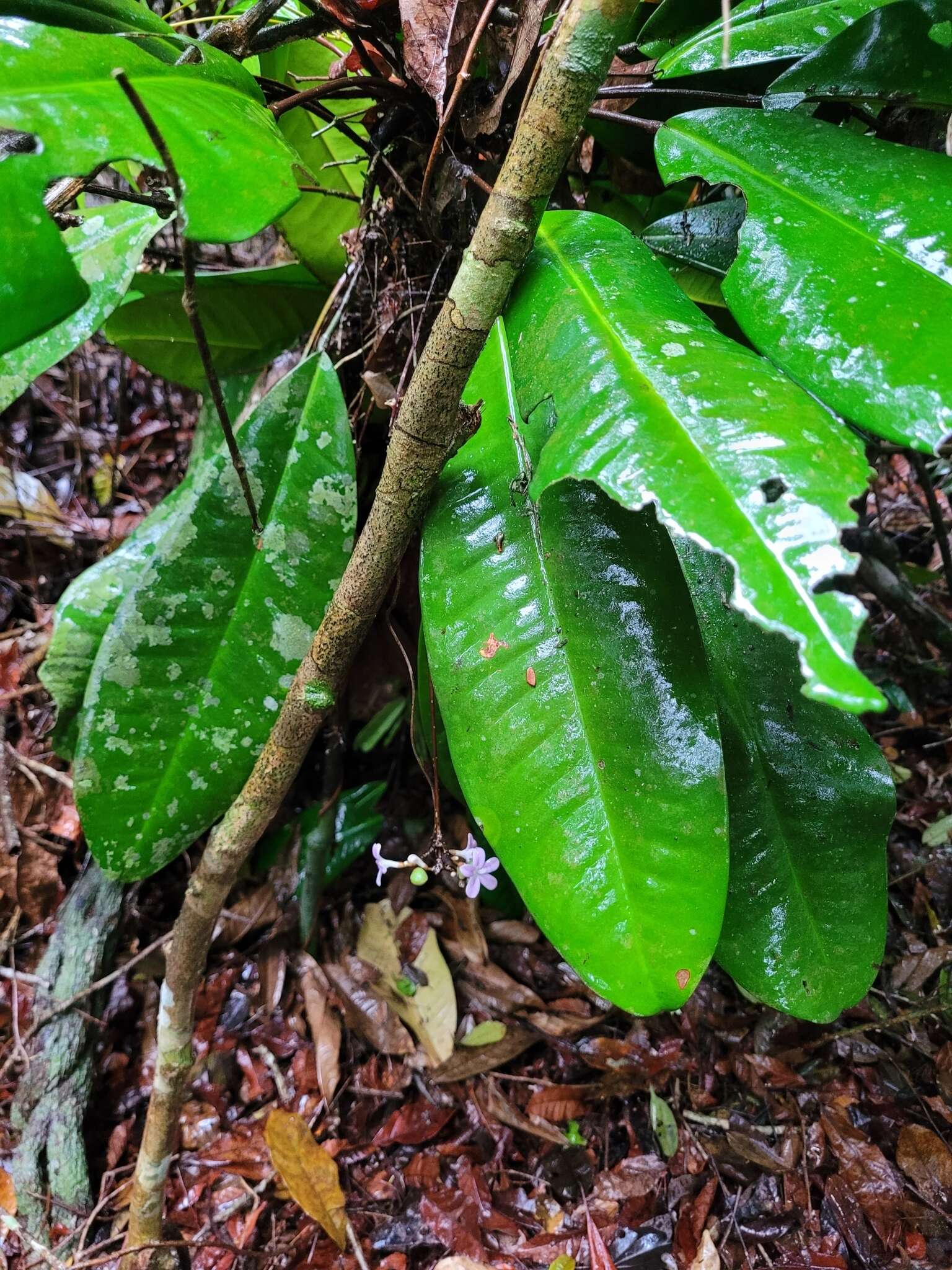 Imagem de Conchocarpus macrophyllus J. C. Mikan