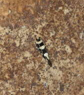 Image of Macrobathra arrectella Walker 1864