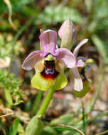 Image of Sawfly orchid