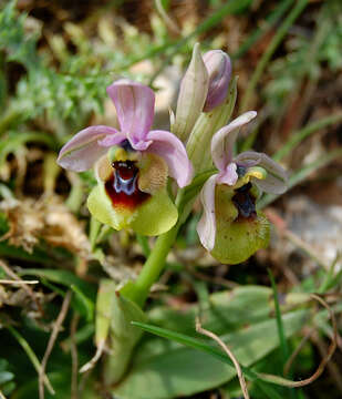 Image of Sawfly orchid