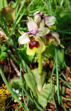 Image of Sawfly orchid