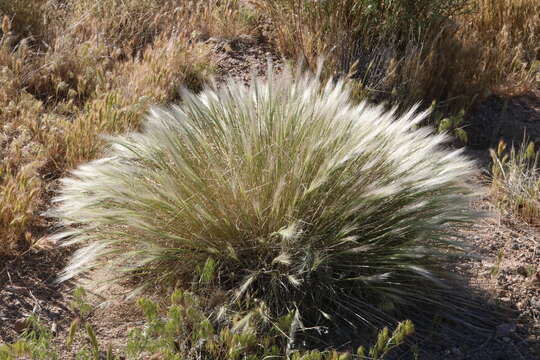 Imagem de Elymus elymoides subsp. elymoides