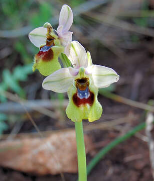 Image of Sawfly orchid