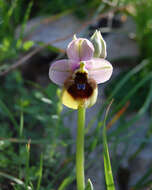 Image of Sawfly orchid