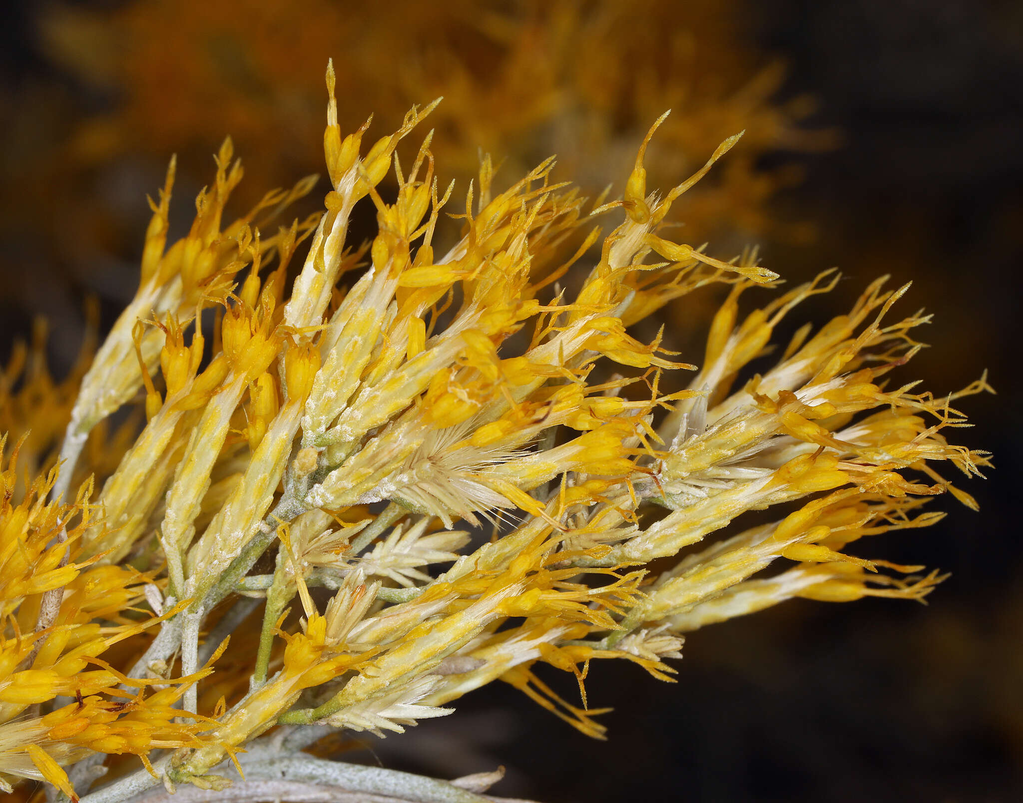 Image of Ericameria nauseosa var. hololeuca (A. Gray) G. L. Nesom & G. I. Baird