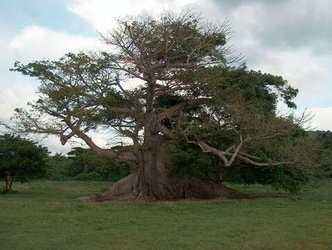 Image of ceiba