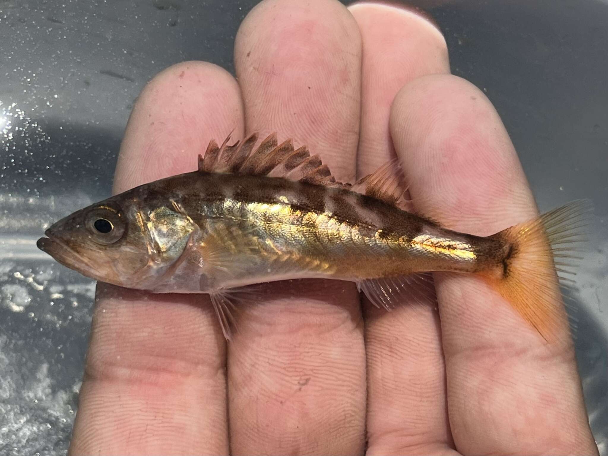 Image of Bocaccio rockfish