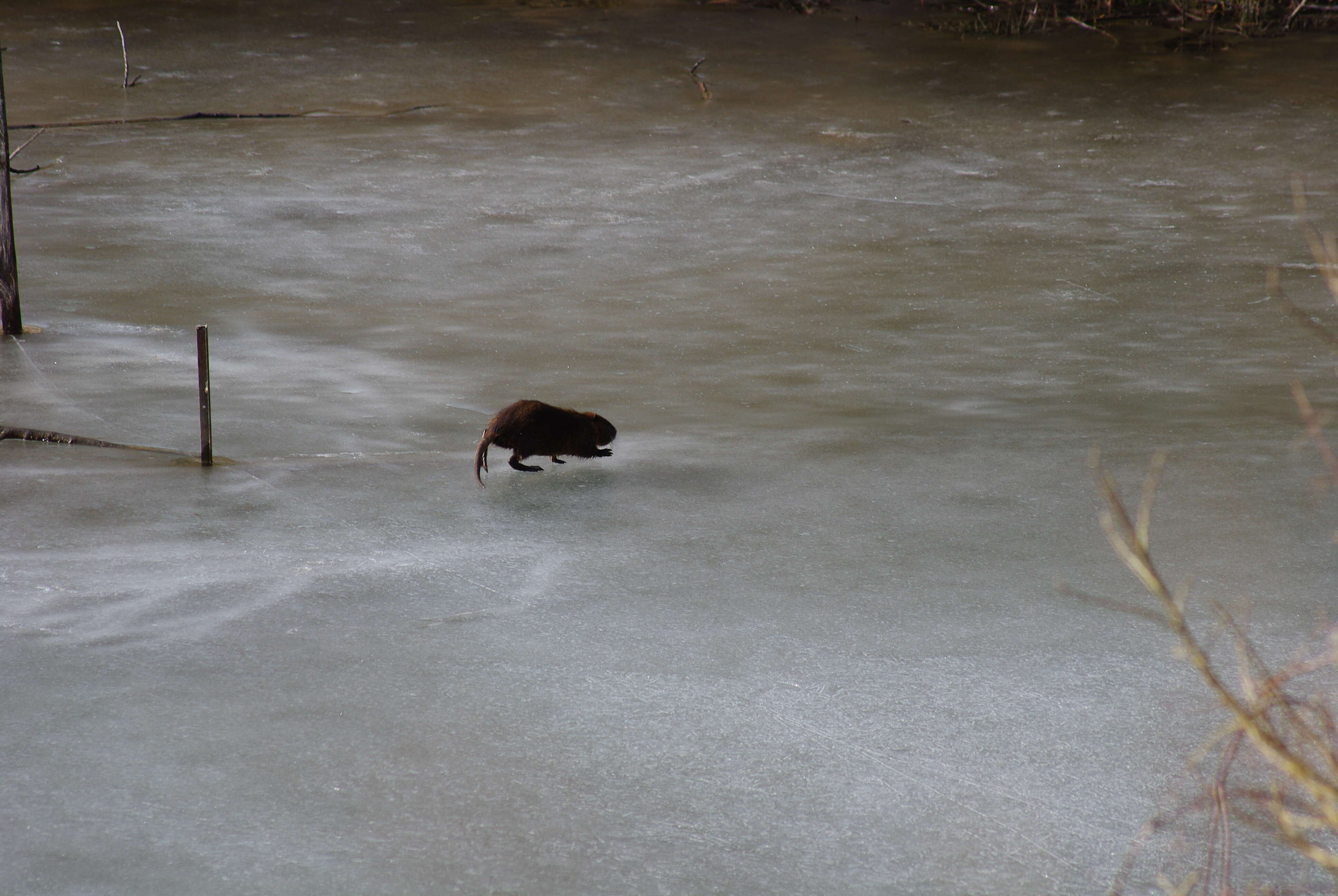 Image of muskrat