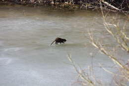 Image of muskrat