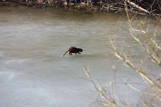 Image of muskrat