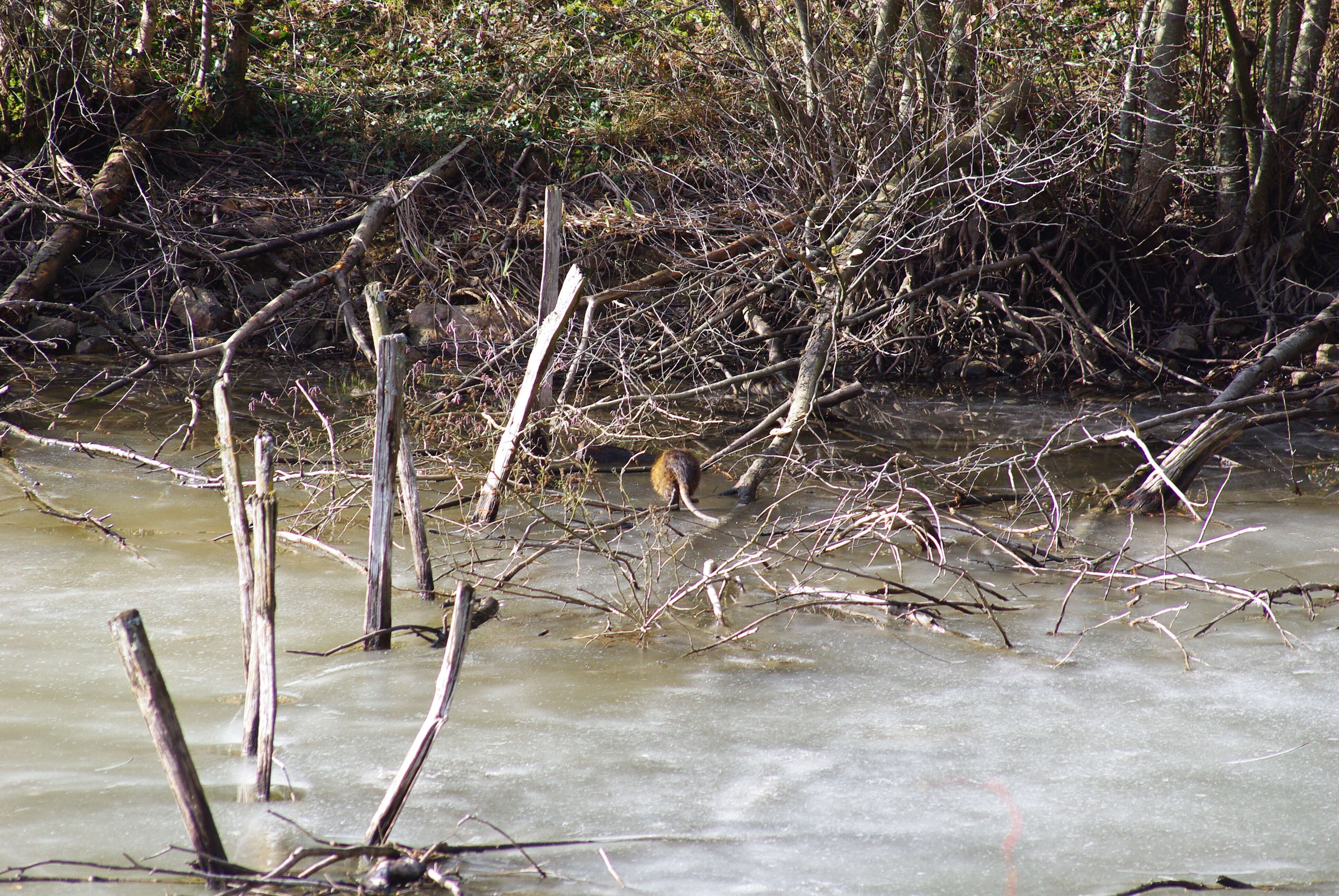 Image of muskrat