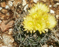 Image of Pima Pineapple Cactus