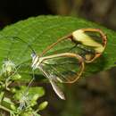 Image de Greta libethris Felder & Felder 1865