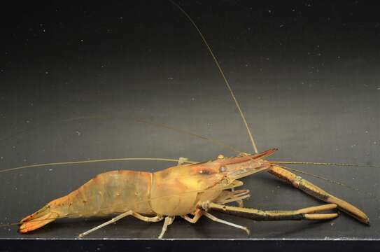 Image of cinnamon river shrimp