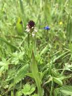 Image of Burnt orchid