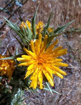 Image of Spanish oyster thistle