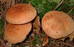 Image of Phylloporus rhodoxanthus (Schwein.) Bres. 1900