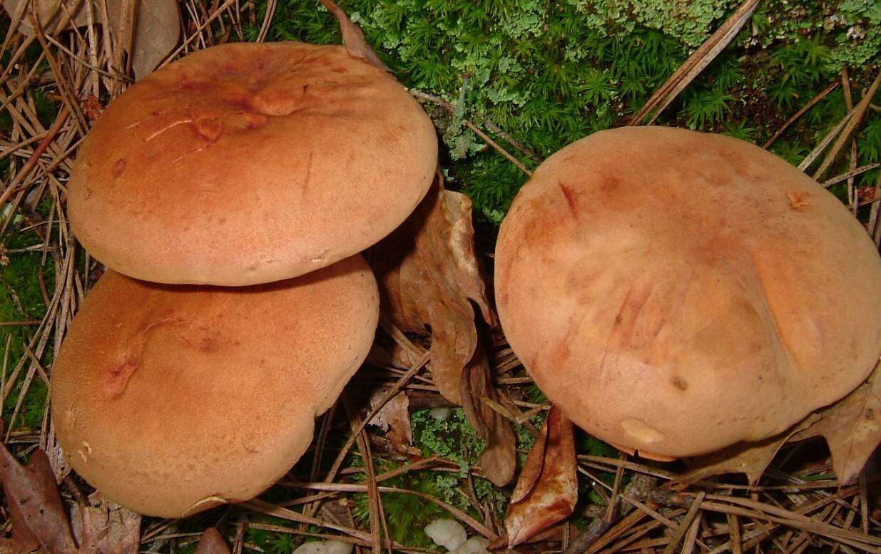 Image of Phylloporus rhodoxanthus (Schwein.) Bres. 1900