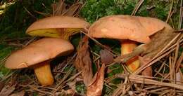 Image of Phylloporus rhodoxanthus (Schwein.) Bres. 1900