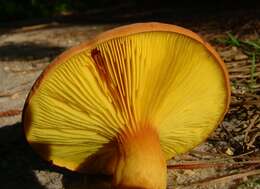 Image of Phylloporus rhodoxanthus (Schwein.) Bres. 1900