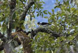 Imagem de Cyanocorax dickeyi Moore & RT 1935