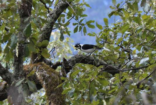 Imagem de Cyanocorax dickeyi Moore & RT 1935